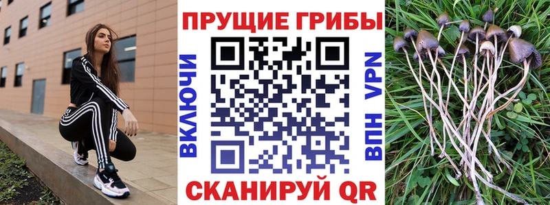 Псилоцибиновые грибы прущие грибы  Купить закладки  Череповец 